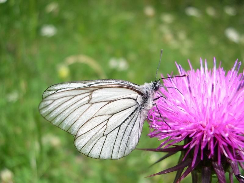 Menage a trois Aporia crataegi